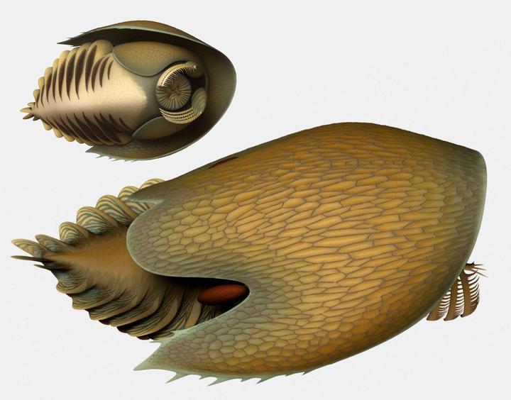 古生物新闻（2020年5月11日-5月24日） - 知乎