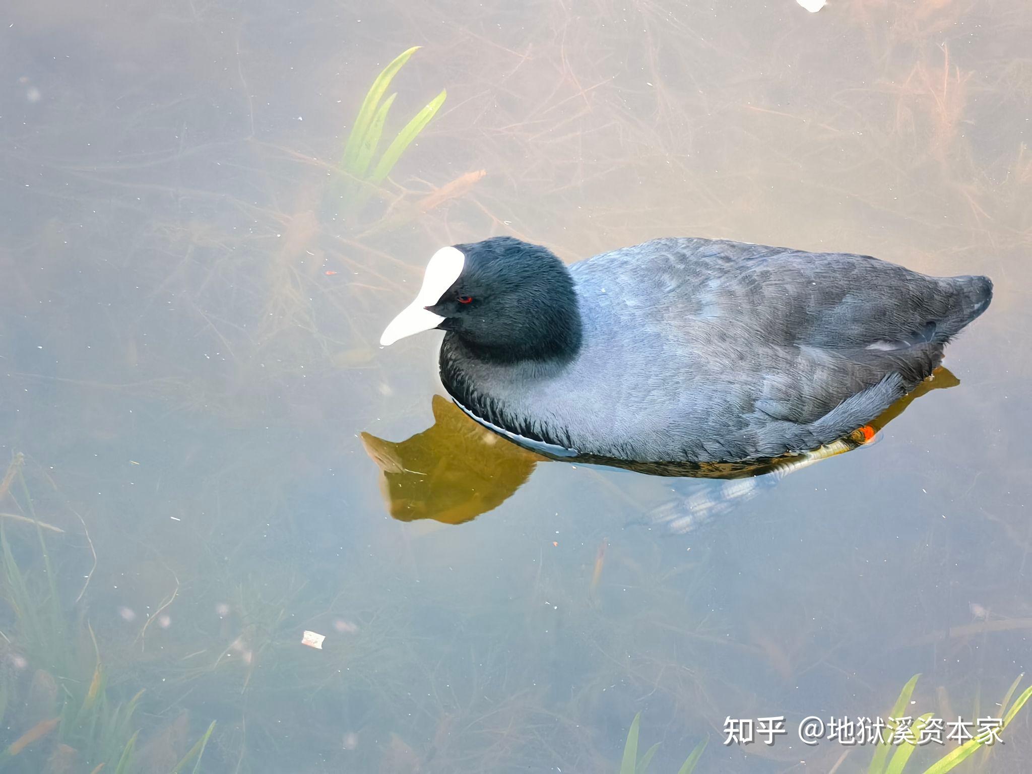 有哪些动物拥有蹼足? - 知乎