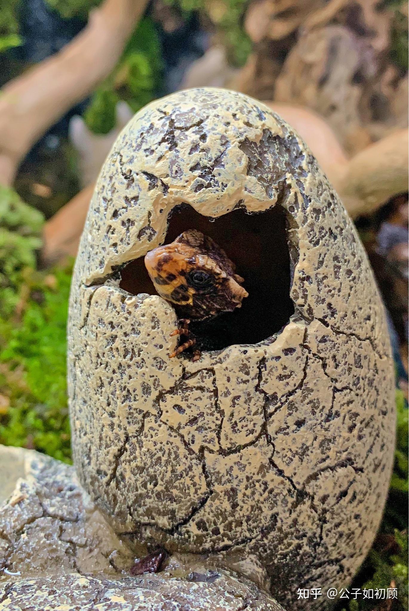 红眼鹰蜥怎么养? - 知乎