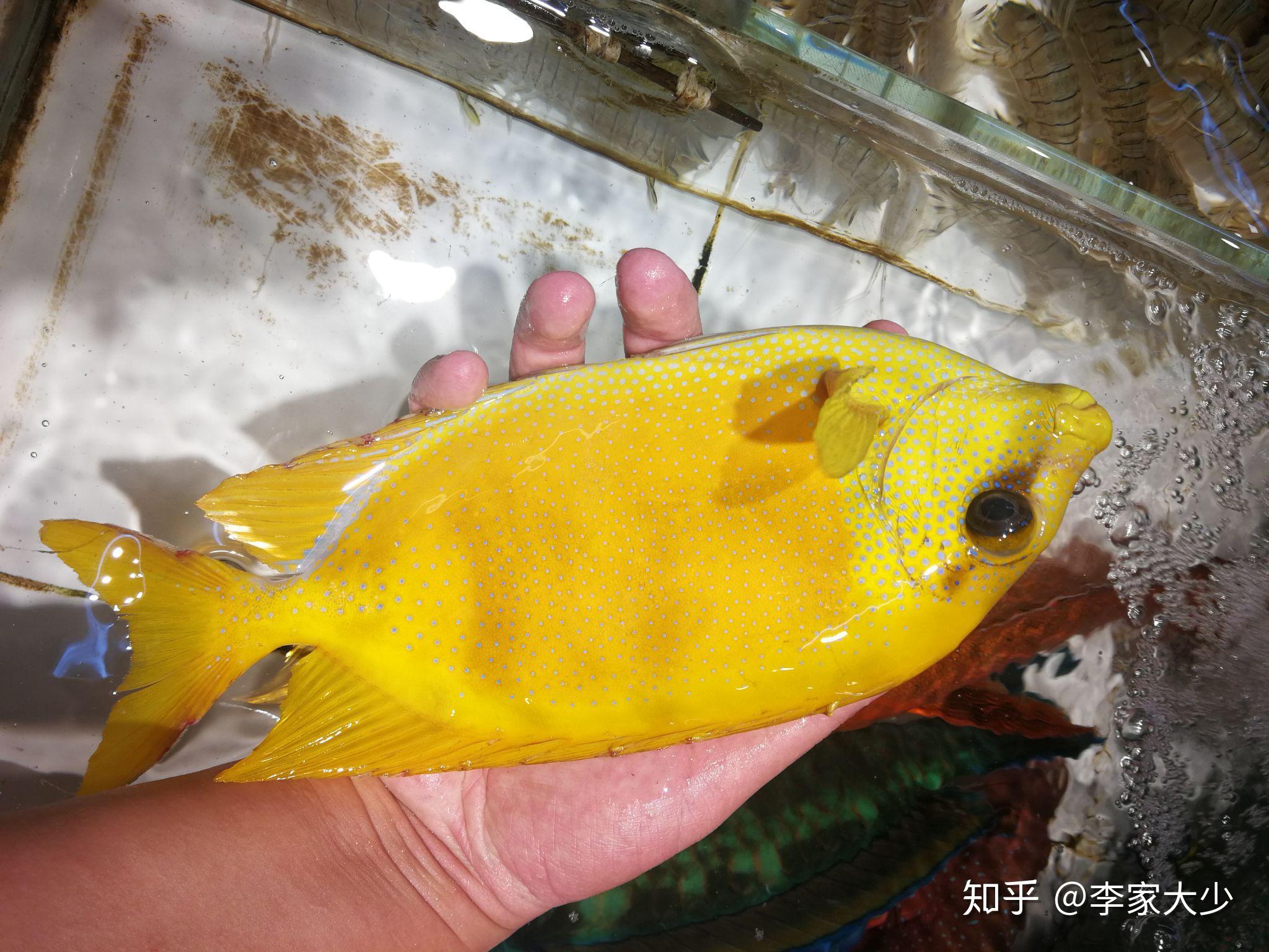 吃過最好吃的魚是什麼魚? - 知乎