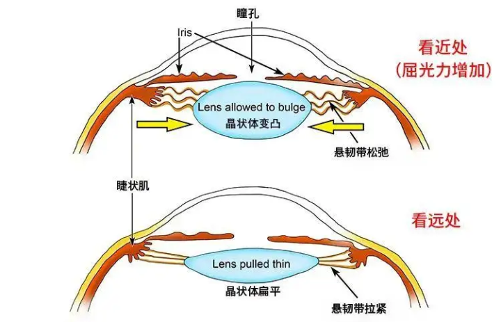 眼球光学的几个概念 - 知乎