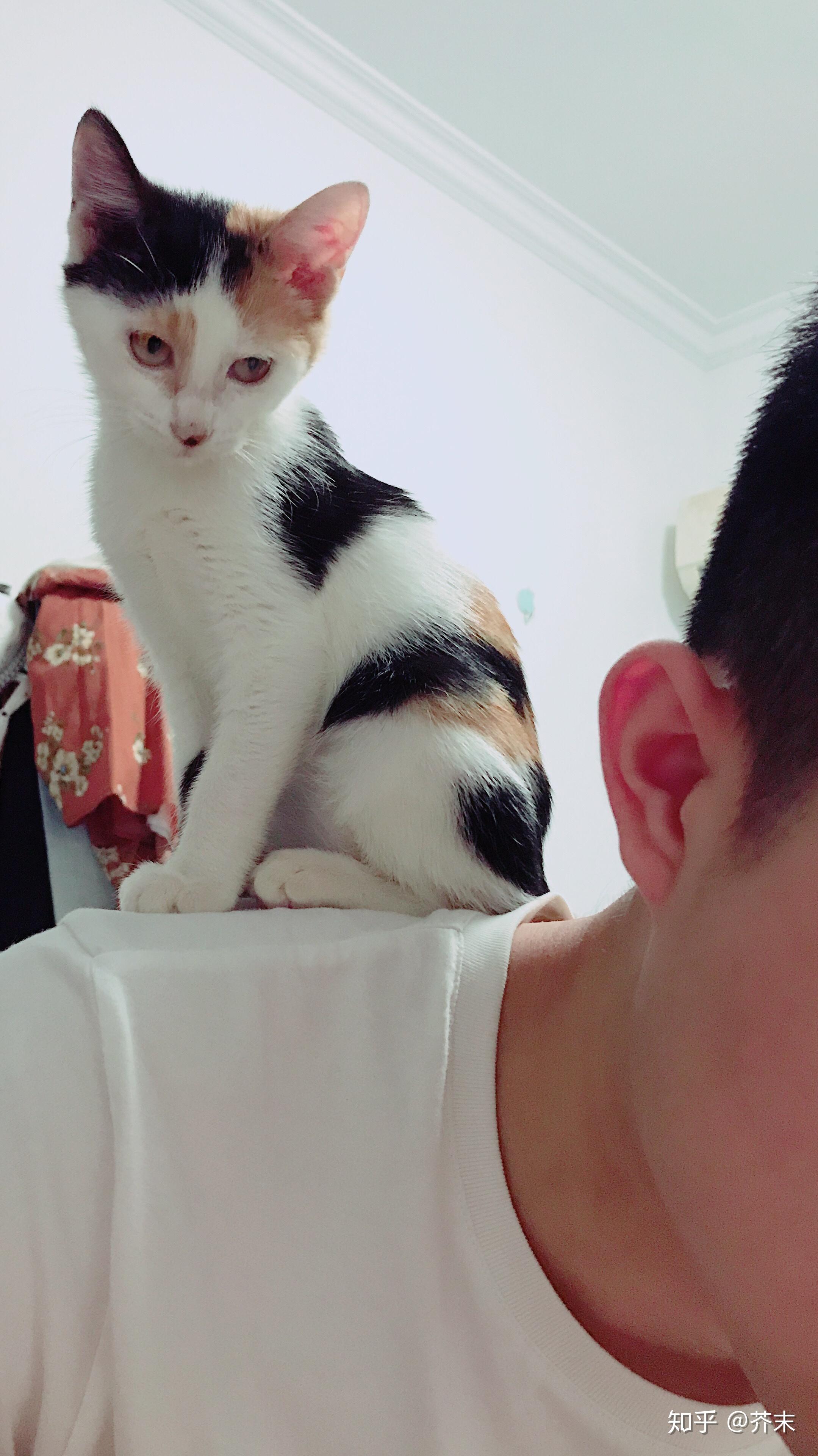 男生养猫是种什么体验