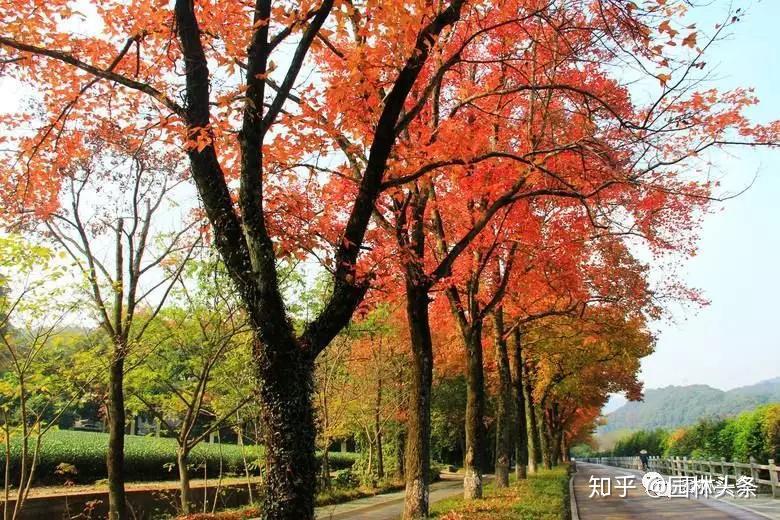 秋赏红叶,你知道赏的都是些什么树吗? - 知乎