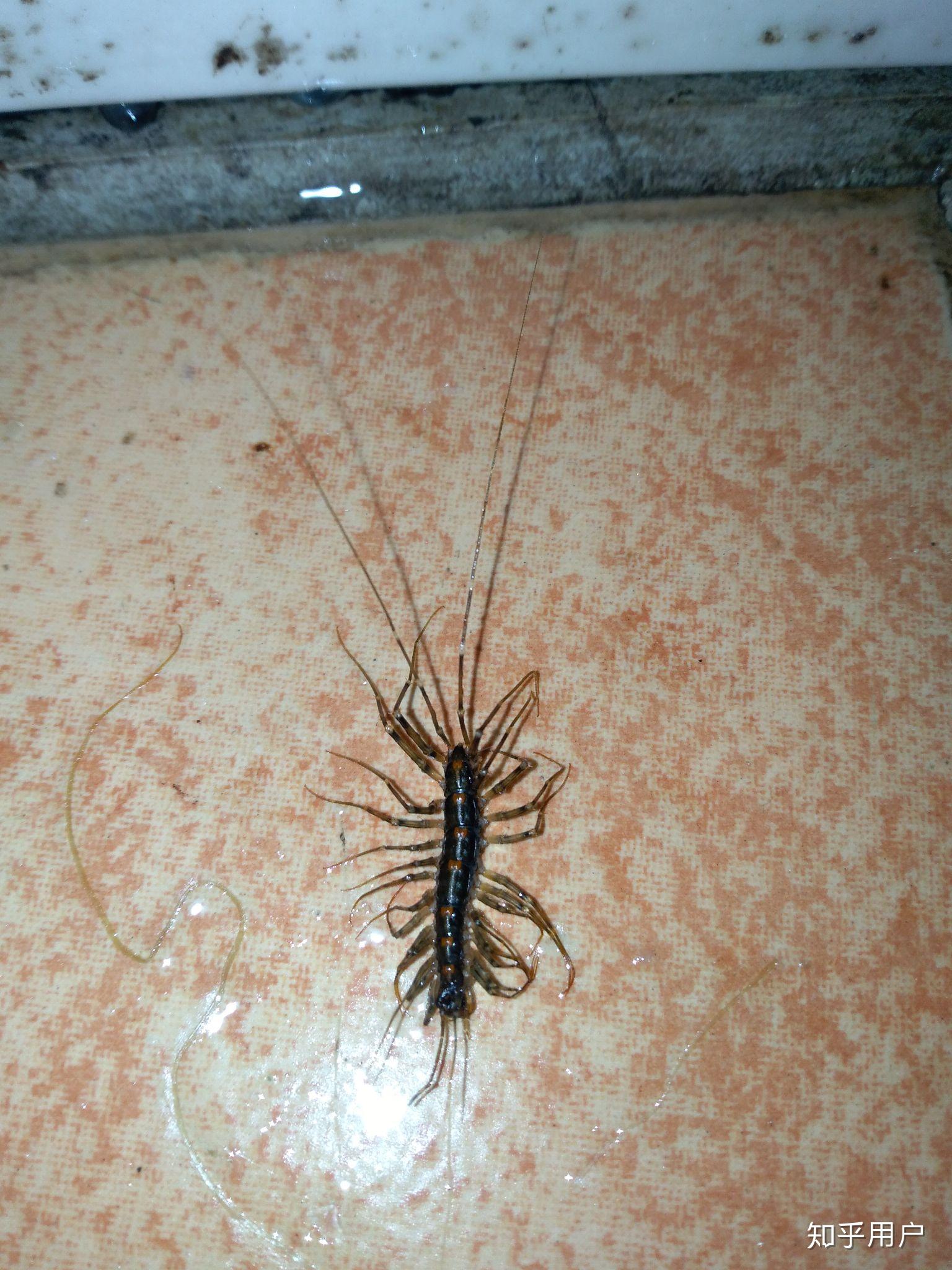家里出现类似蜈蚣的多脚虫,请问是什么虫?如何预防呢? 