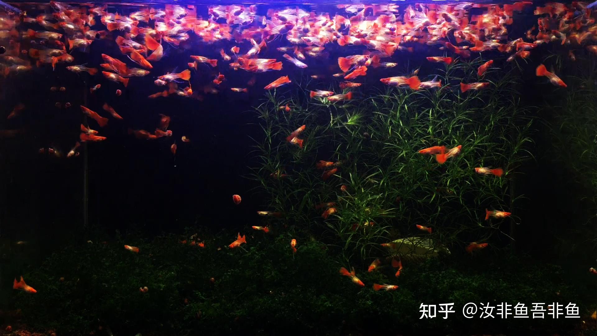 在家养观赏鱼需要准备哪些物品？ - 知乎