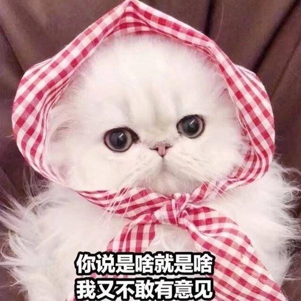 为什么有人说喜欢发猫表情包的男生是渣男?