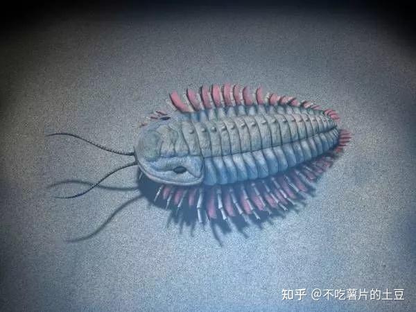 奥陶纪生物大灭绝图片