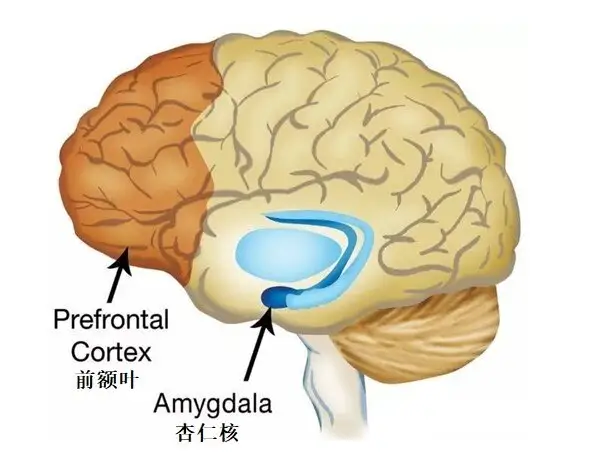 杏仁核与情绪 - 知乎