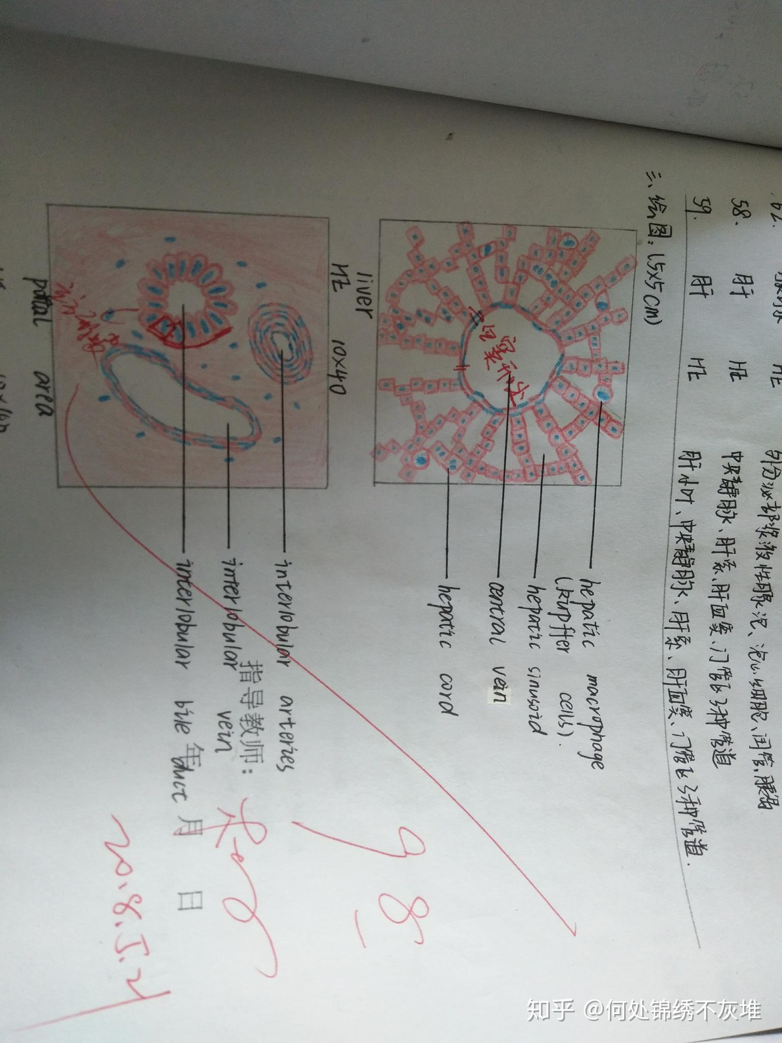 高倍鏡下肝小葉和門管區紅藍鉛筆手繪圖