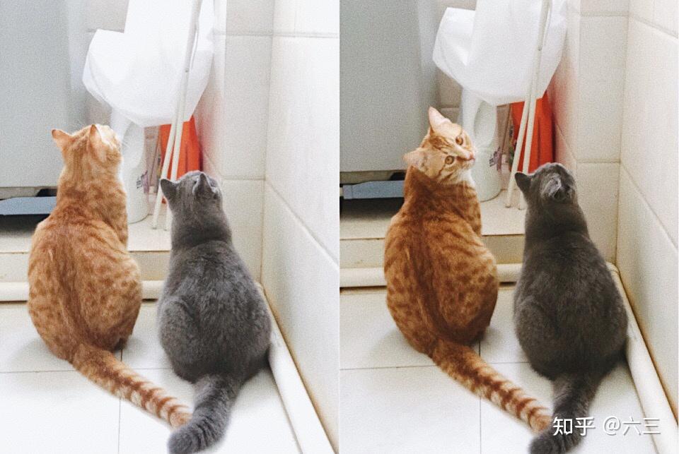 蓝猫和橘猫可以杂交吗,如果可以的话,有实际案例吗? - 知乎