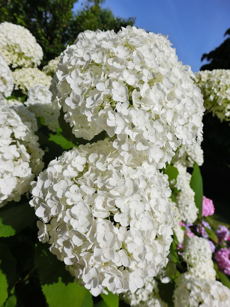 3. 豆瓣绿花期管理