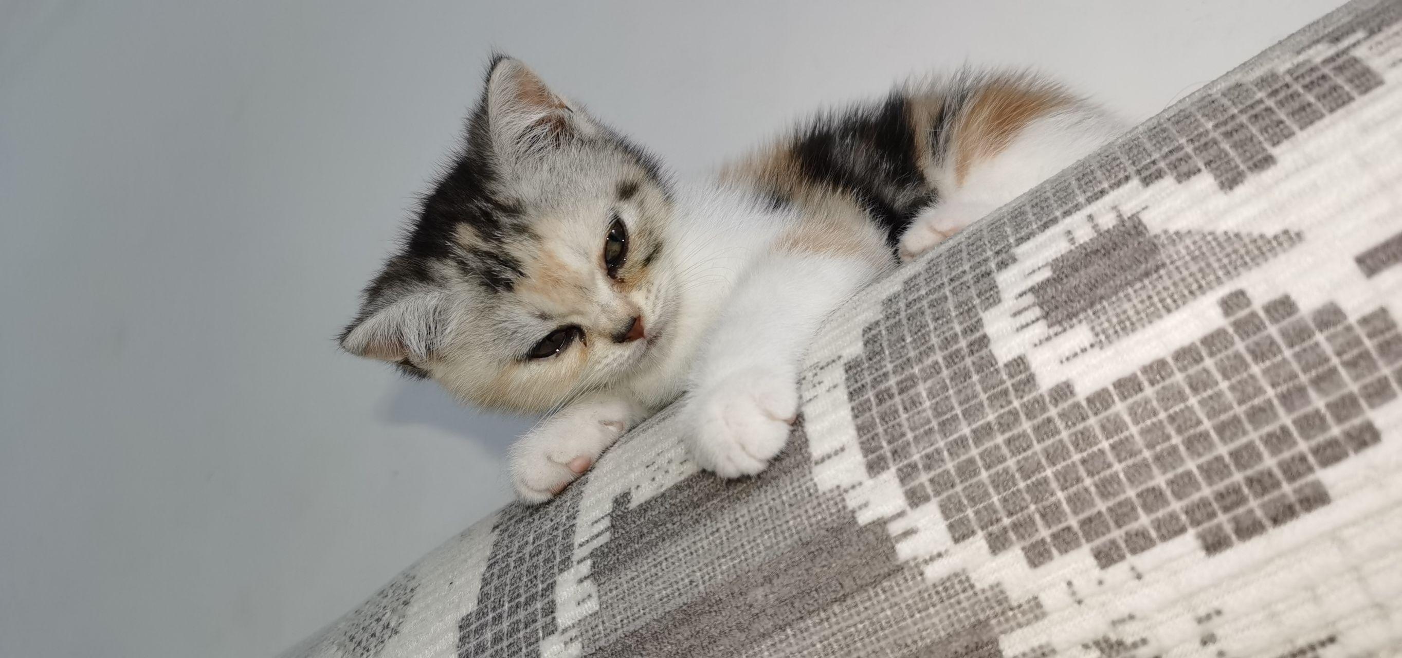 是否存在三花美短这种品种