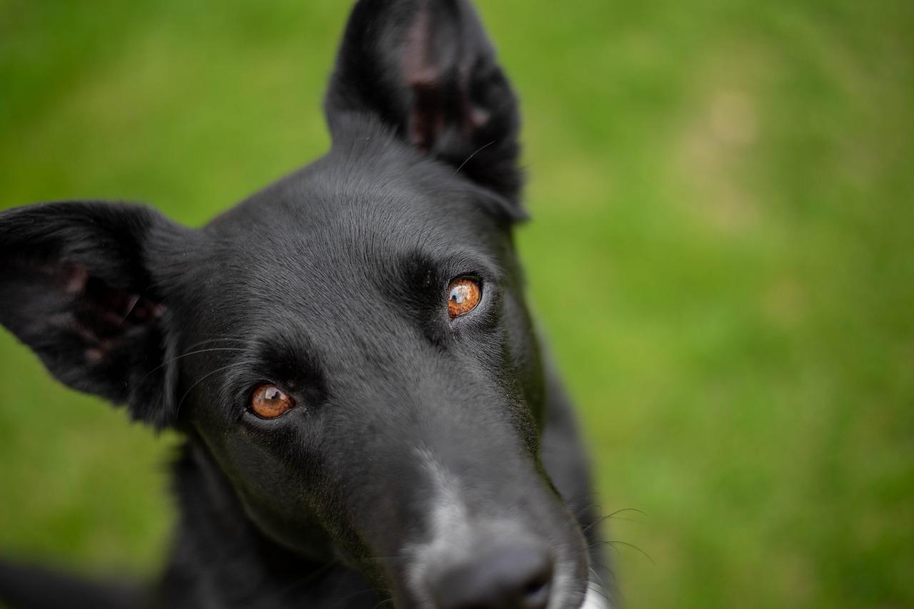 2. 集体生活专家