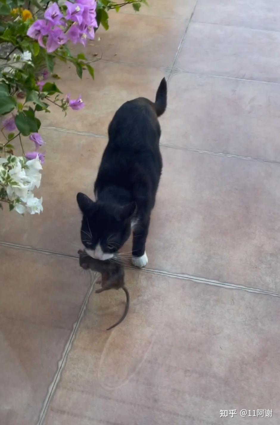 这是什么品种的猫是美短黑白么