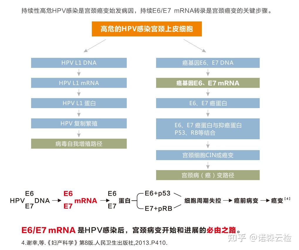 HPV E6/E7 mRNA 助力宫颈癌筛查 - 知乎