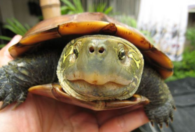 大头草龟一直不找男朋友的原因你了解吗? - 知乎