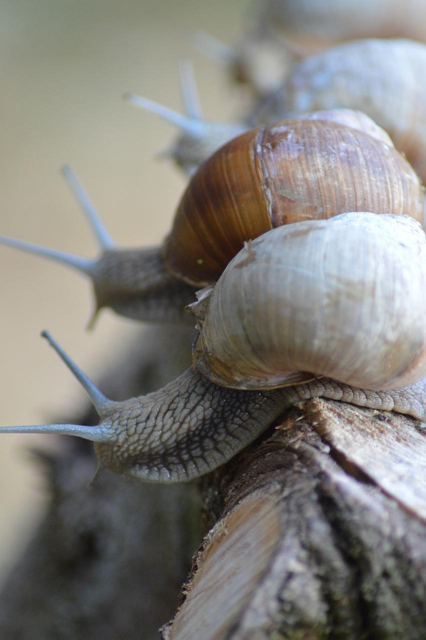 4. 珍珠龟价格走势