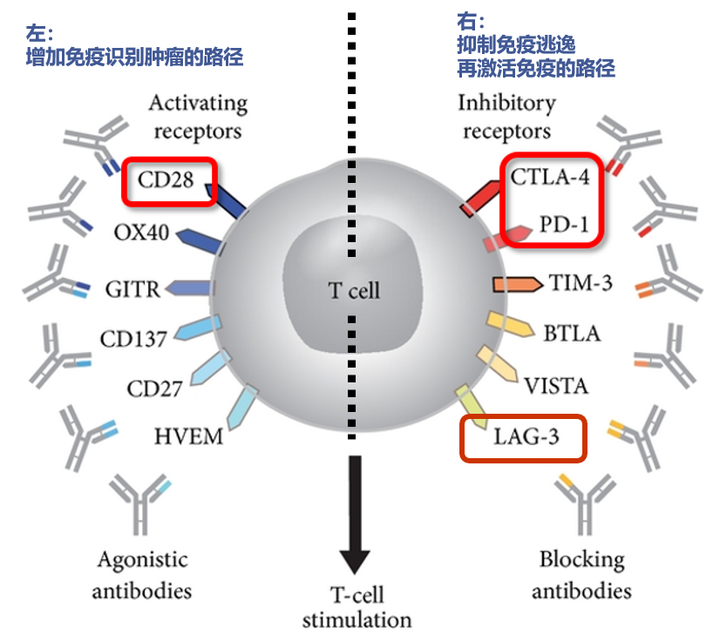 新免疫抗肿瘤药物 抗LAG3抗体Relatlimab 知乎
