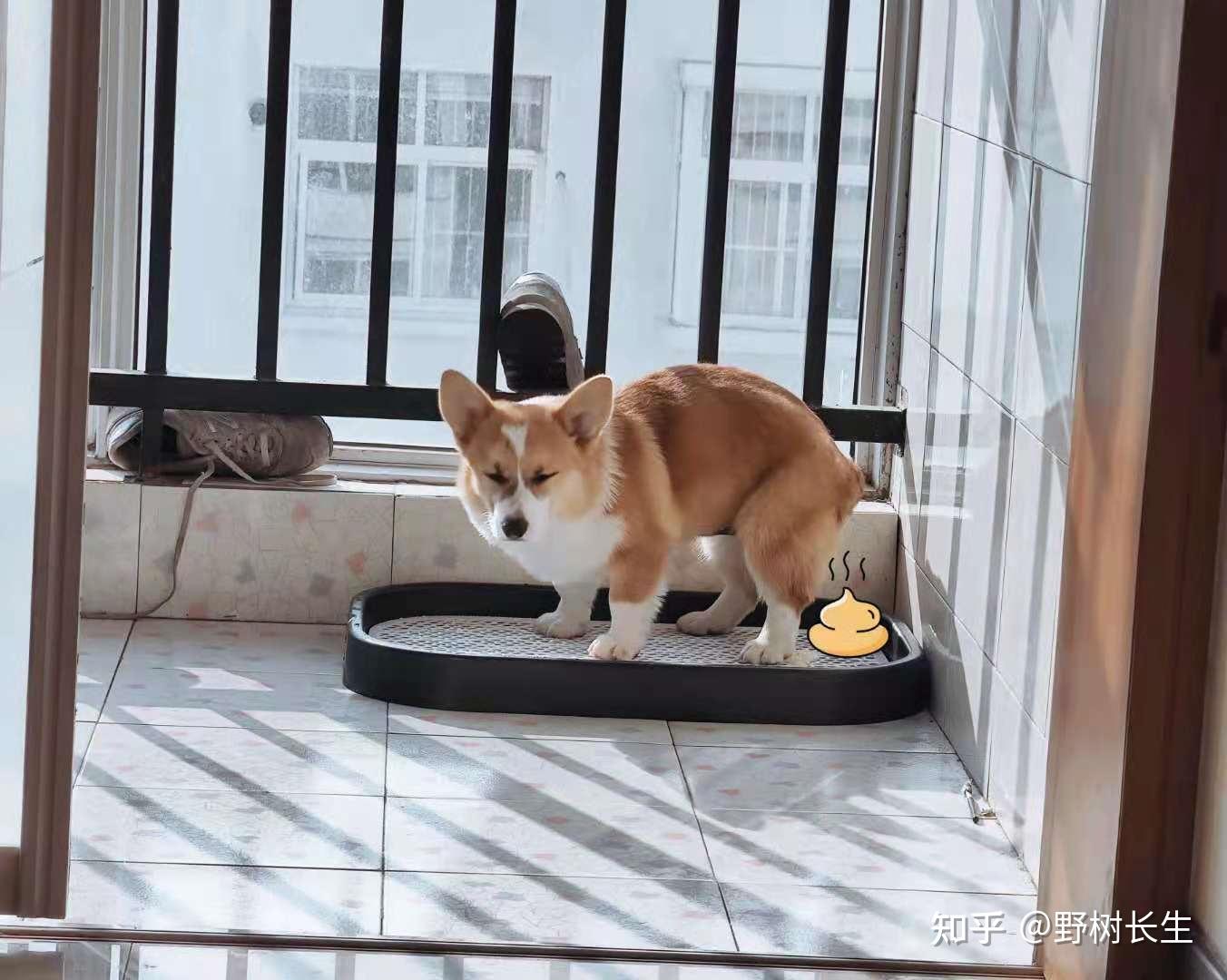 家里养狗用扫地机器人是什么体验?