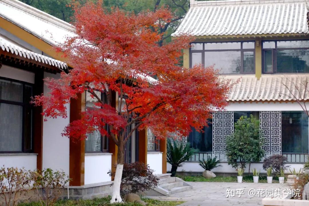 日式庭院该配什么植物？怎么配？看这里~ - 知乎