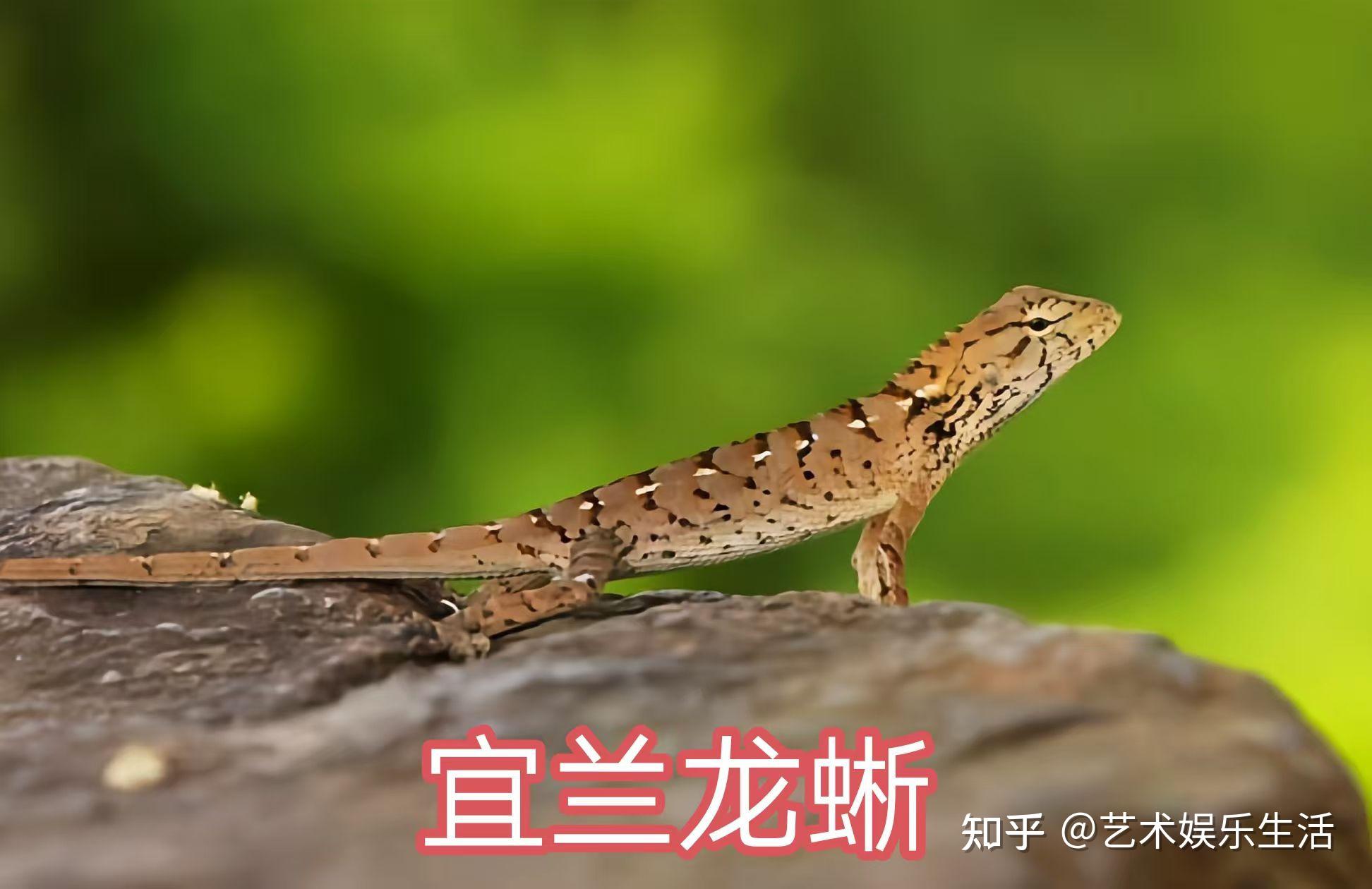 9种巨蜥科的爬行动物