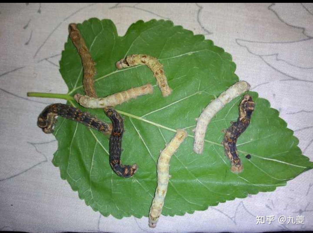 野生的蚕是如何生存的?