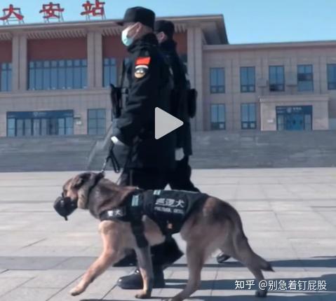 从0开始养狗指南(狗场经验+2.8万字) - 知乎