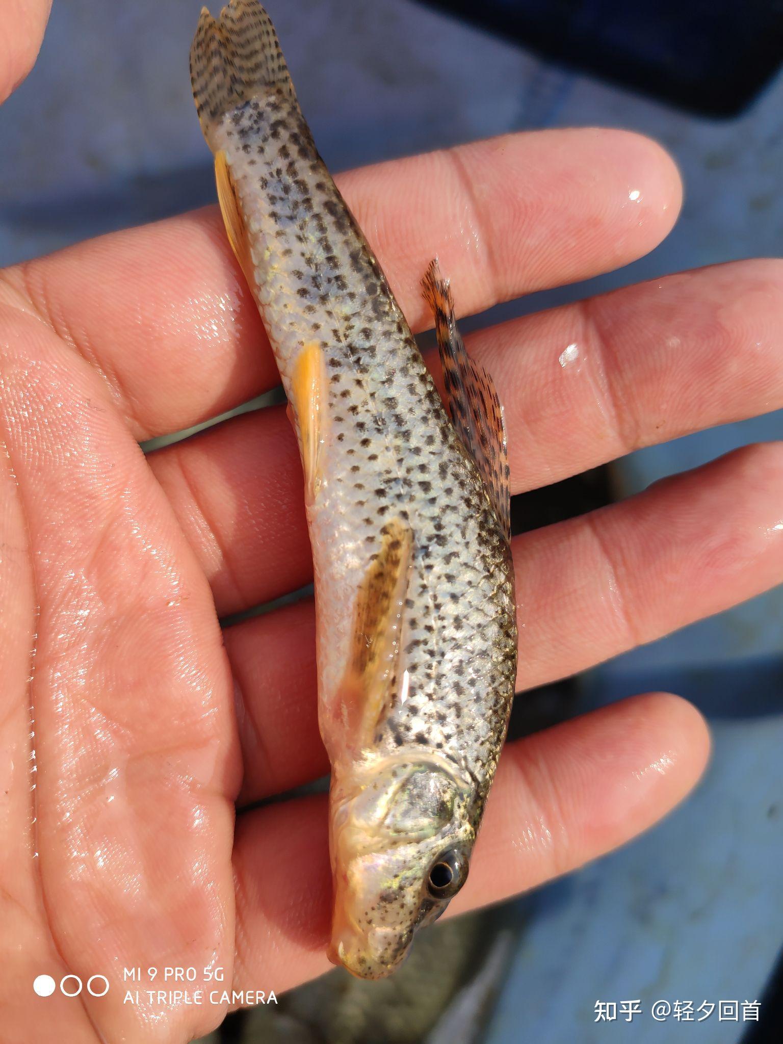 在比较浅的小溪里生活的小鱼是什么种类的鱼? - 知乎