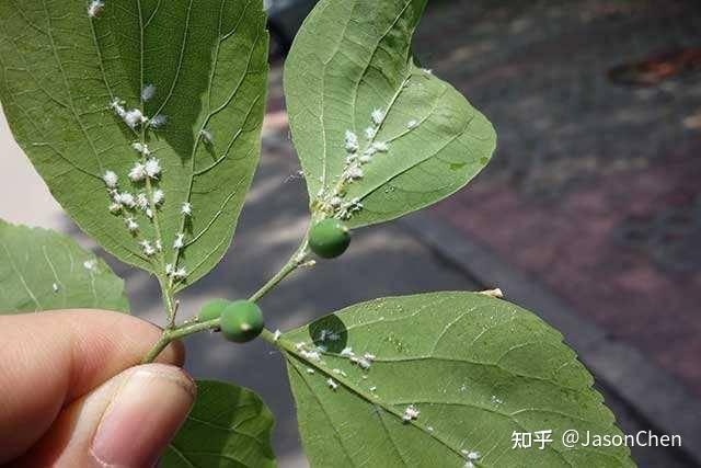 这个白色的毛茸茸的是什么虫子?