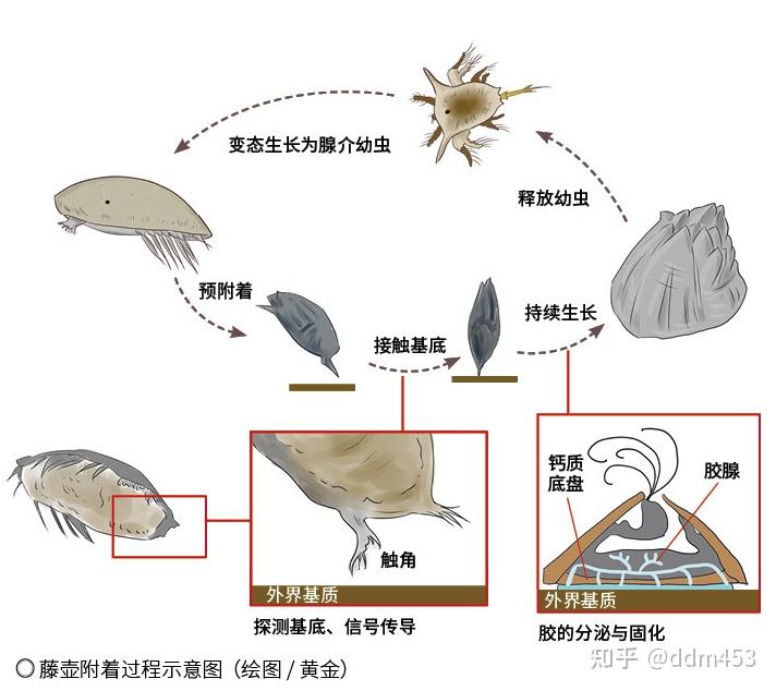 藤壶是一种什么样的生物？ - 知乎