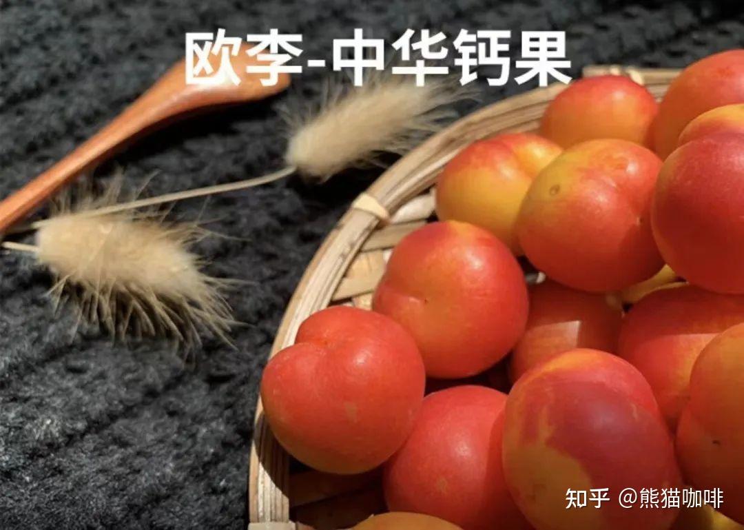 欧李,钙含量最高的水果 - 知乎