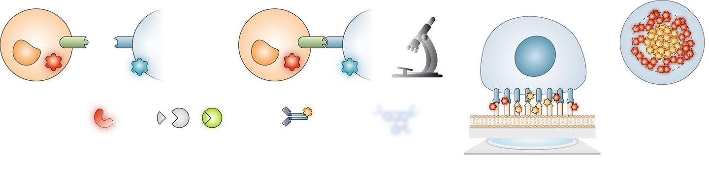 细胞间相互作用 - 知乎
