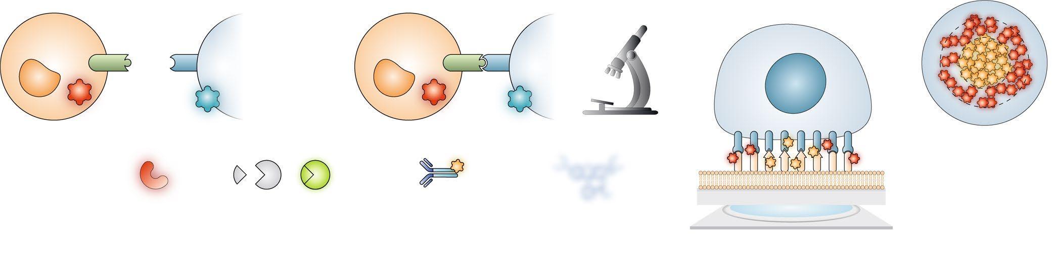 细胞间相互作用 - 知乎