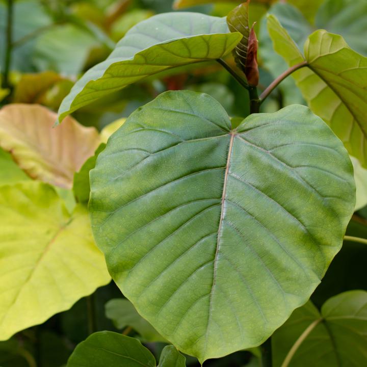 叶子像伞的植物图片