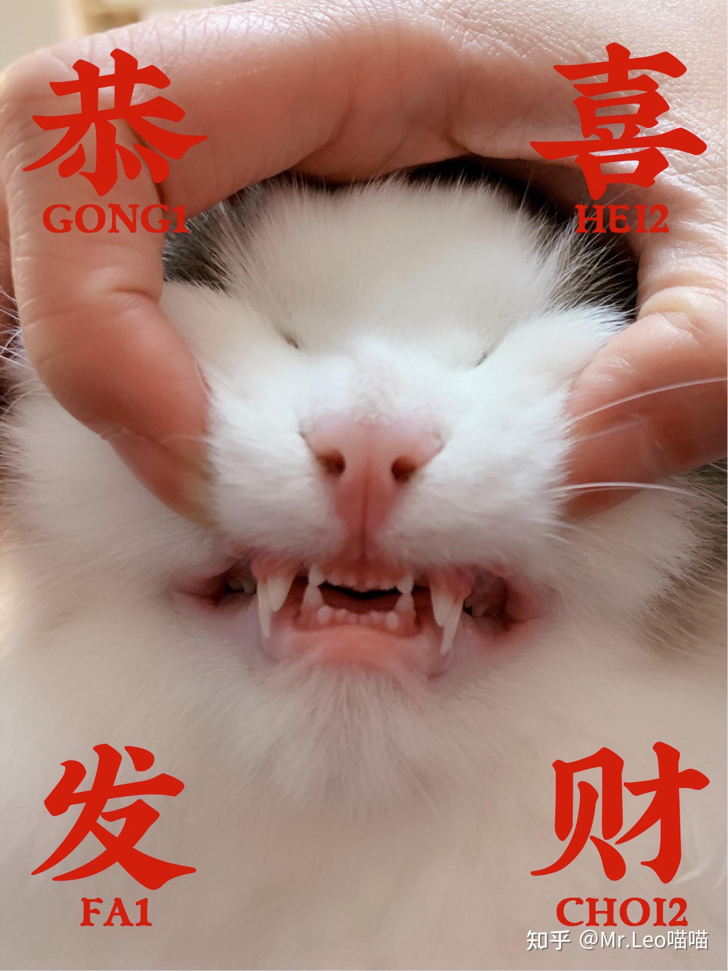 有没有大神知道看布偶猫的牙齿大概是多大月龄吗