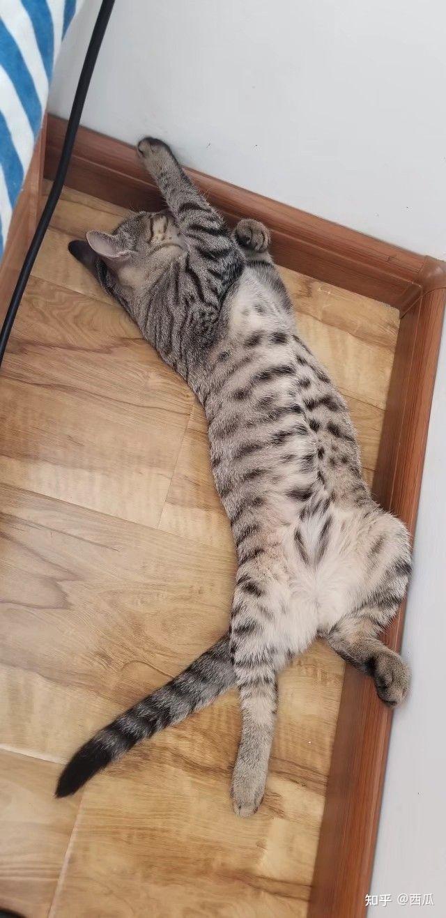 你的猫咪睡觉姿势可以有多妖娆