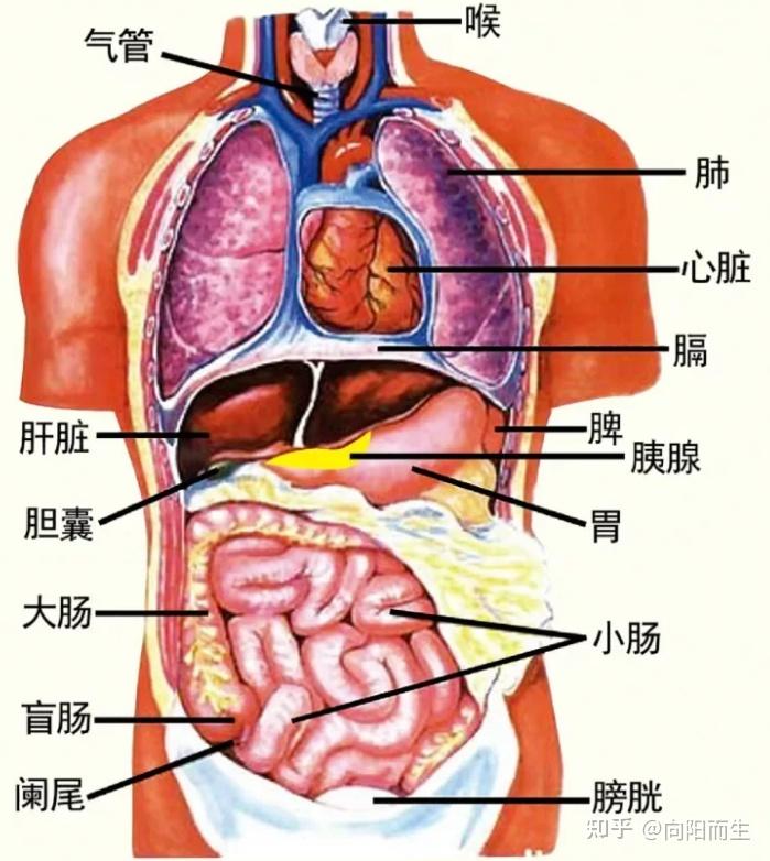 倪海厦讲伤寒论学习思考笔记(141-148条) - 知乎