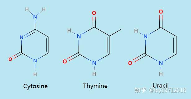 有什么牛逼的方法记住四种碱基的结构式? ? - 知乎