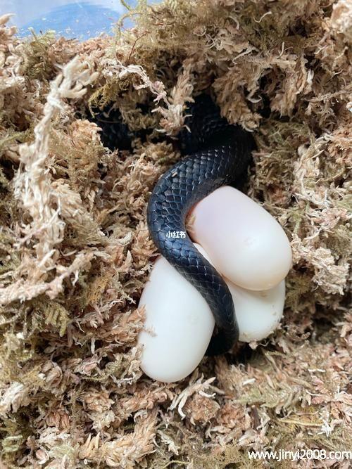2019第80期蛇蛋图图片