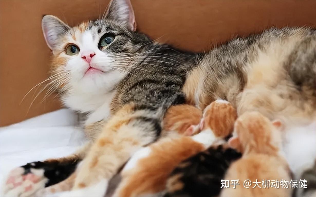 家里的母猫刚生完猫崽，要怎么给它补充营养? - 知乎