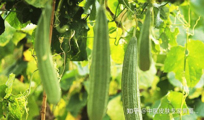 这四种瓜，建议夏天食用 - 知乎