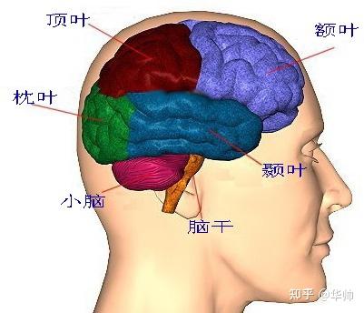 大脑神经元真实图片_大脑开发的图片_大脑图片素材