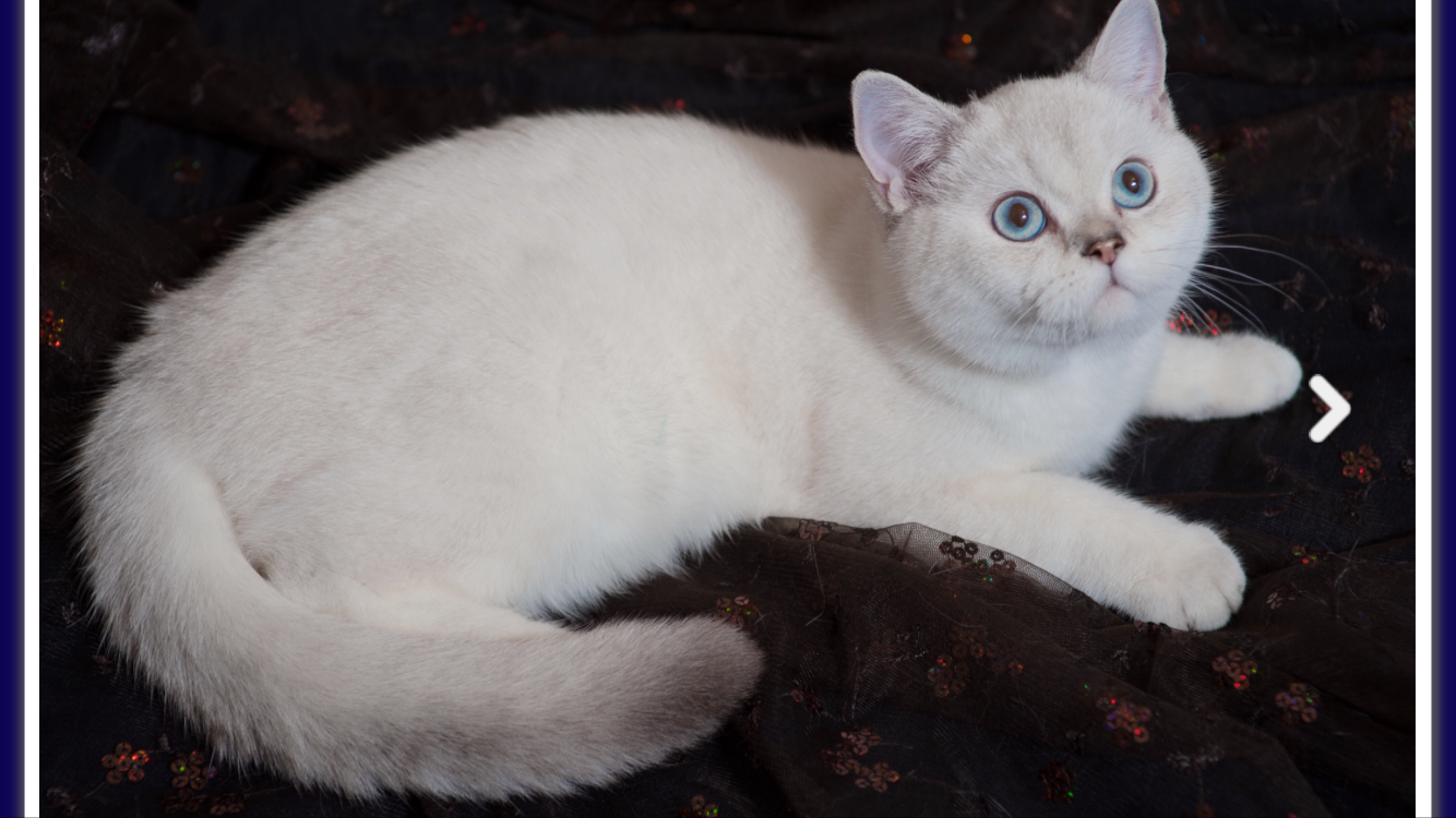 求科普英国短毛猫的银点色