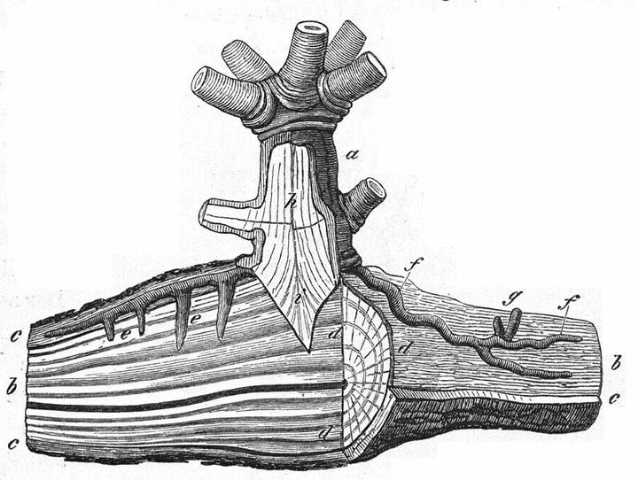 【植物界全系列】檀香目—檀香科(下):槲寄生 - 知乎