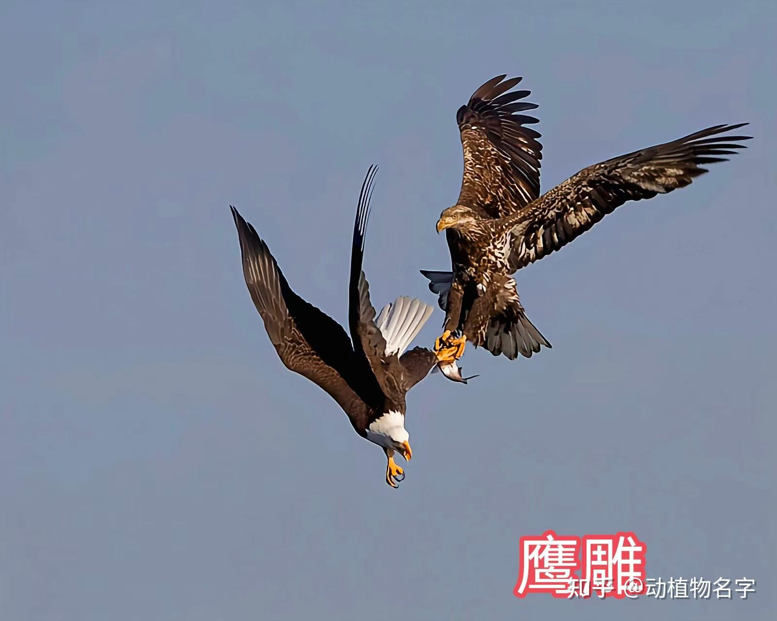 95图带您了解鹰科的鸟类,浅谈雕、鵟、鹰三类天空猛禽的区别 - 知乎