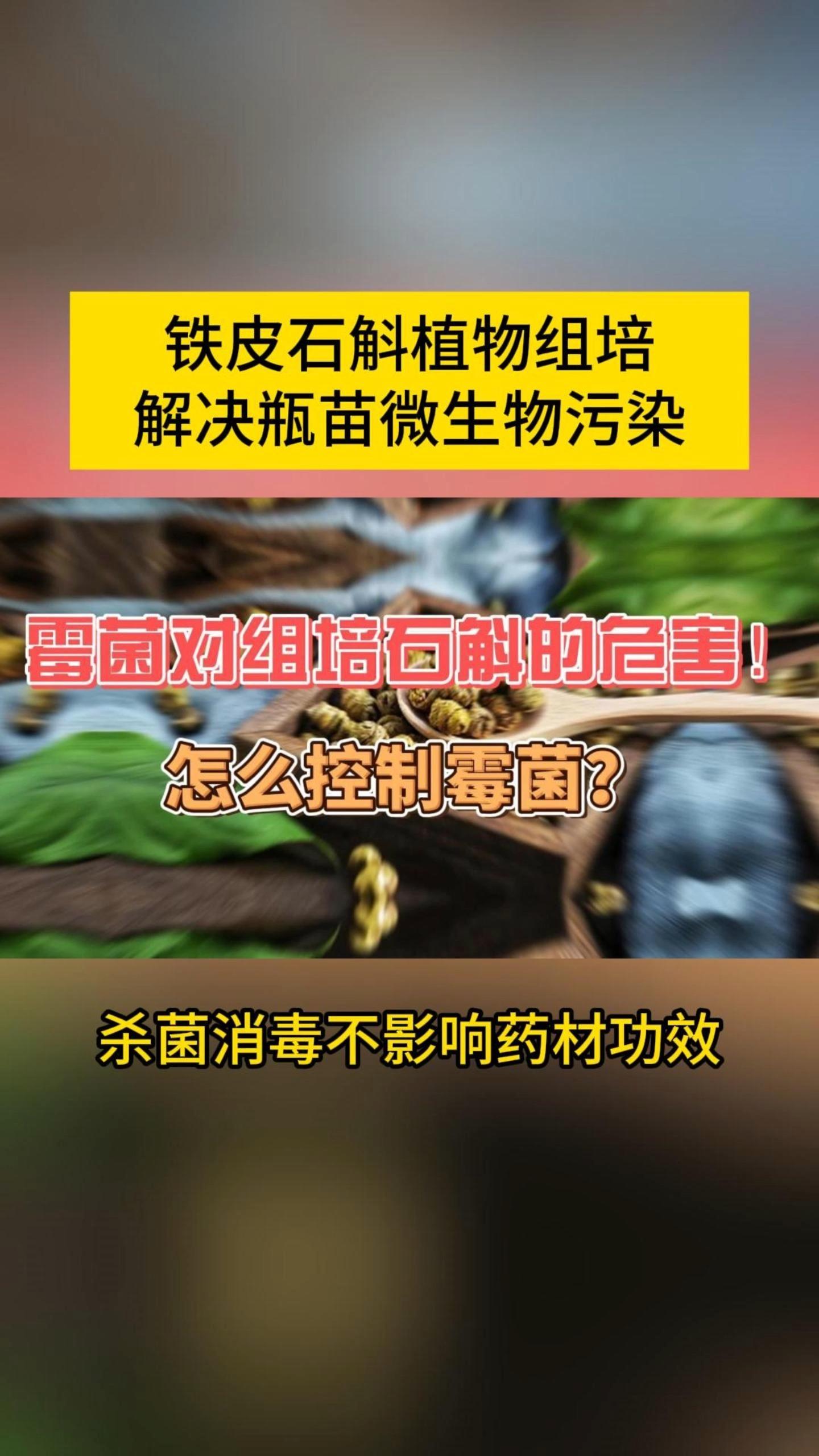 铁皮石斛植物组培解决瓶苗霉菌污染 ,杀菌消毒不影响药材功效