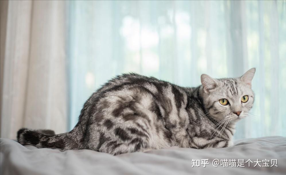 美短猫”和“狸花猫”傻傻分不清？这几点带你迅速辨别- 知乎