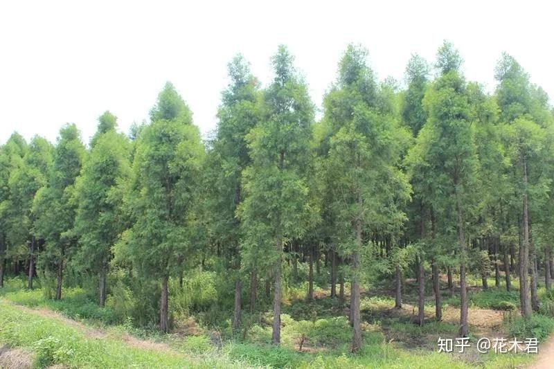国家Ⅰ级濒危重点保护珍稀植物:水松 - 知乎