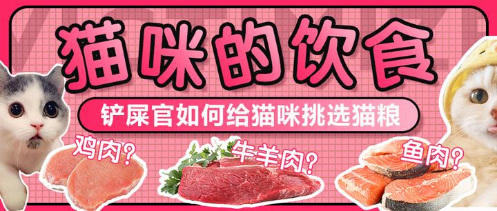猫咪的饮食:铲屎官如何给猫咪挑选猫粮,鸡肉?牛羊肉?鱼肉? - 知乎