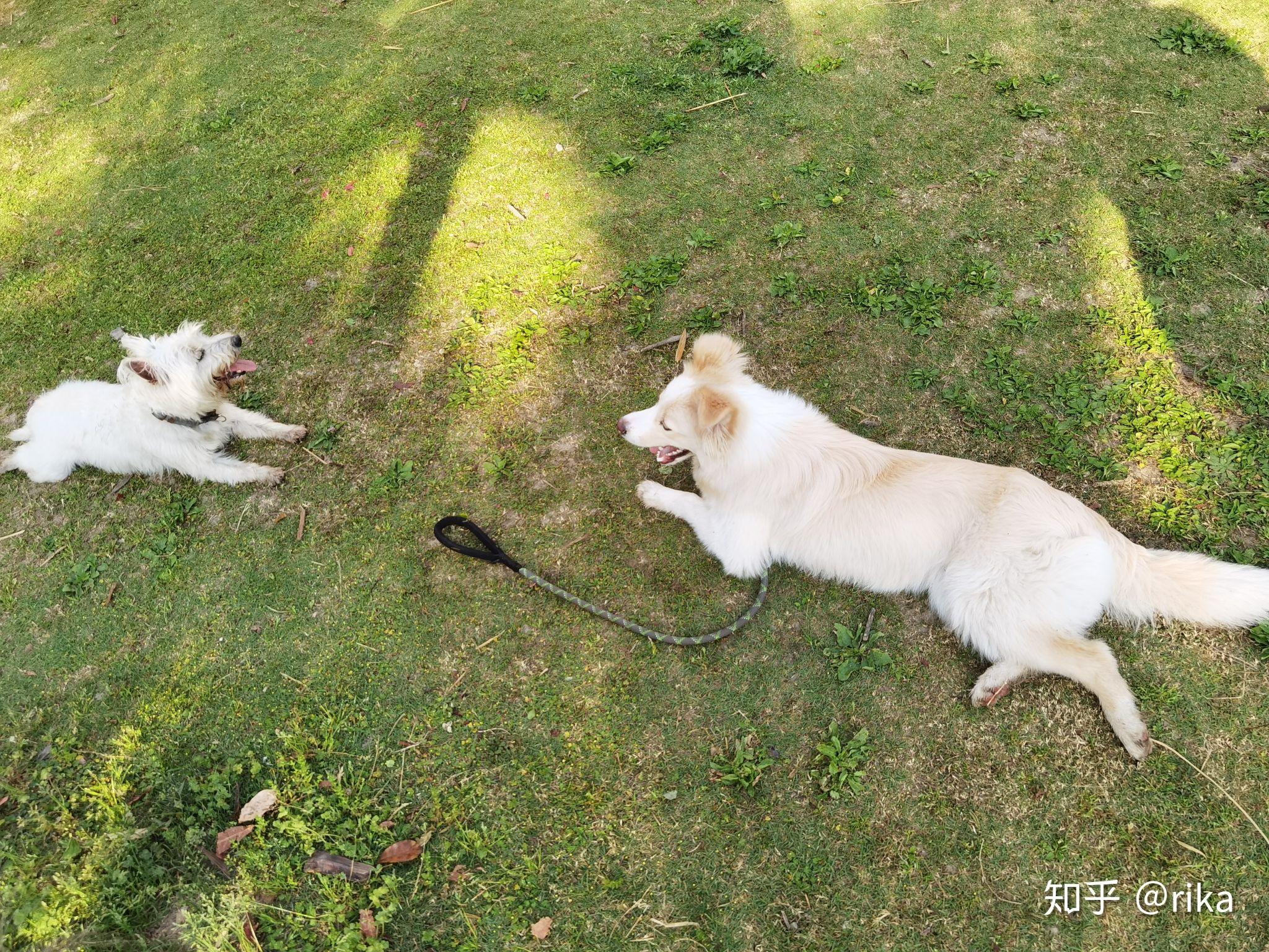 金毛边牧(金边)有多好看,多帅气?
